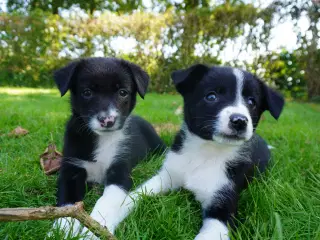 Border Collie hvalpe