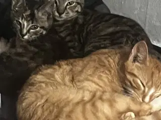   Presseret situation: To voksne katte har akut br