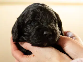 Cockapoo, Cokerpoo, Doodle