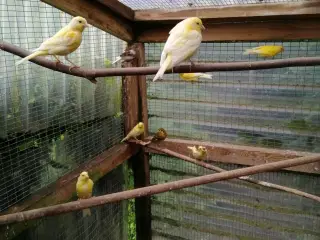 Kanariefugle fra efterår 2025