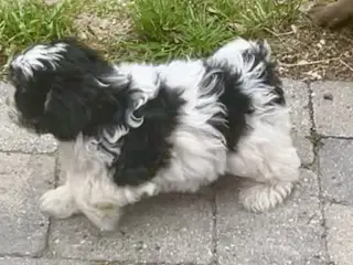Allergivenlig Shih Tzu / Bichon Havanais