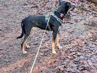 har en hund på et halvt år