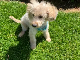 Pomchipoo 