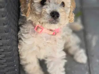 F1b Cockapoo 