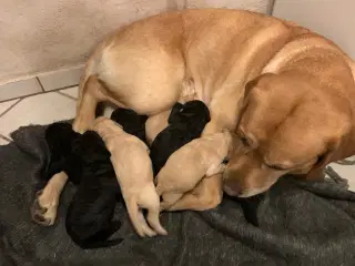 Lækre Labradoodle hvalpe 