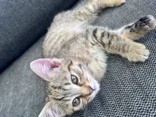 Kattekillinger
