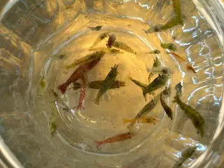 Neocaridina rejer, 22 stk.