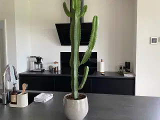 Kaktus med krukke