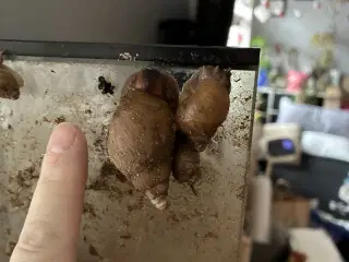 Afrikanske/congo snegle