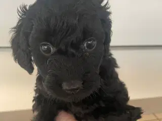 Cockapoo 