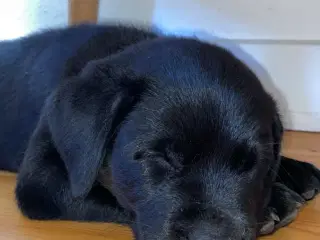 75% Labrador/ 25%rottweiler hvalp 