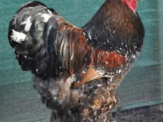 Rugeæg fra Pocelænsfarvede Brahma