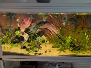 250 L Akvarie 