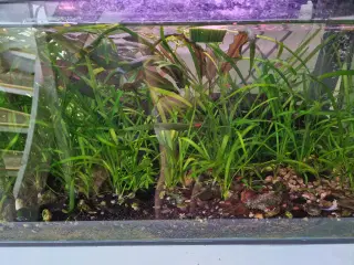 Akvarie planter