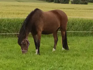 krydsning/Cross breed, super sød ældre hoppe