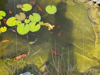 Koi karper