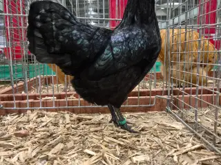 Sorte dværg Australorps 