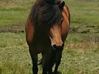 Fin islænderhoppe 4 år