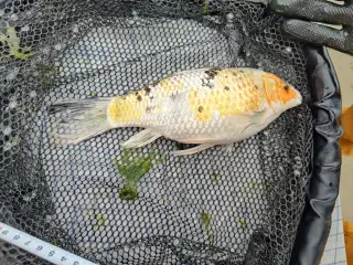 Koi karper