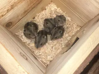 Hamster vinterhvide 