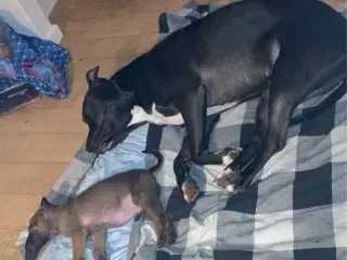 Klar til at flytte hjemmefra 🐕 
