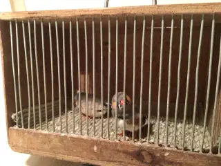 Zebrafinker 