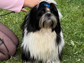 Skøn Shih tzu han sælges