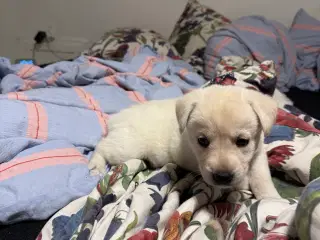 Mangler du en blød julegave til familien