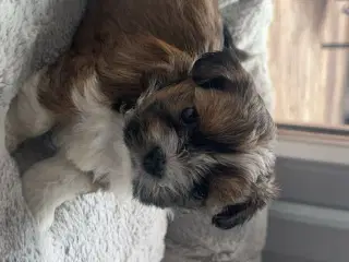 Shih-tzu / Bichon Havanaise - 2