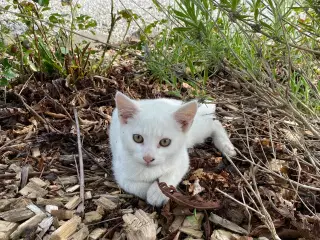 Kattekilling