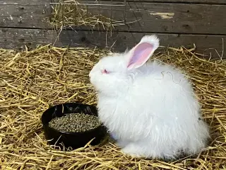 Angora han fra importerede tyske forældre
