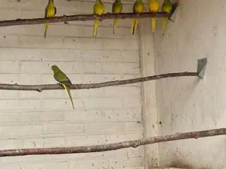 Elegant normalfarvet + pastel alle split lutino