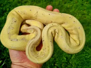 Kongepythons 