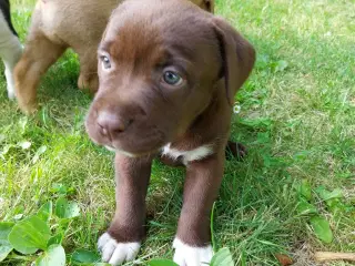 Labrador/boxer