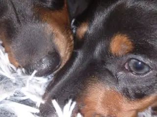 Standard korthåret gravhund