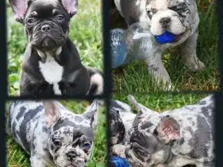 Fransk bulldog hvalpe.