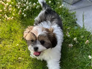 Hvalp Cavapo/ Thi tzu