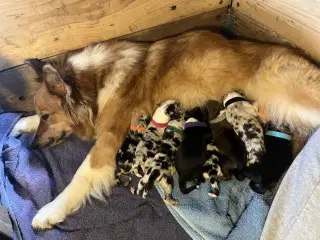 Border Collie/islandsk fårehund hvalpe