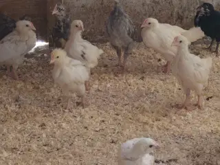   Kyllinger 