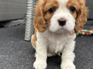 Cavalier King Charles hvalpe m. stambog