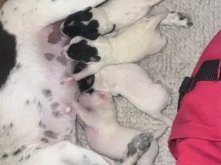 Dansk svensk gårdhund 