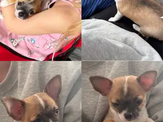 Korthåret Chihuahua 