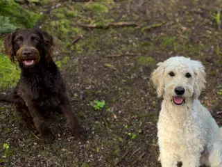 Goldendoodlelab 1 tæve❤️ 2 hanner💙 tilbage