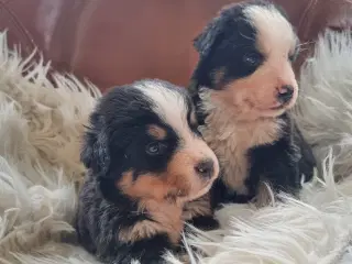 Berner Sennen Hvalpe