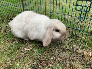 Smuk Minilop siameser pige søger nyt hjem