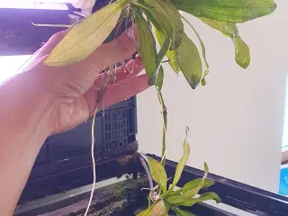 Planter/akvarieplanter 