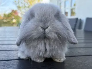 Mini lion lop