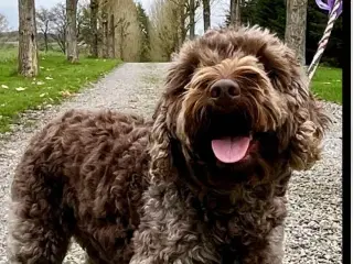 Cockapoo hvalpe ventes