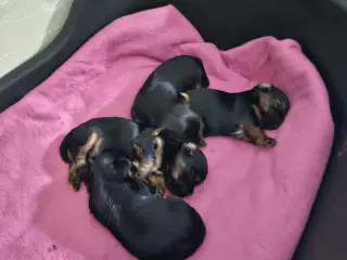 4 skønne Yorkshire Terrier hvalpe sælges 