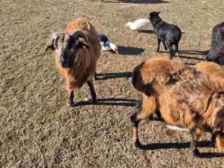 Cameroun vædder og gimmer 